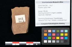 Foto (Objekt + Etikett) von Poacites rigidus Heer (NHMW-GEO-2024-0188-0383)